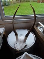 diverse geweien geweitjes hoorns Afrikaanse bok, Verzamelen, Dierenverzamelingen, Ophalen, Beeldje of Figuurtje