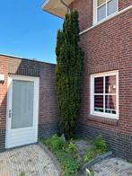 Taxus Baccata, Ophalen, Bloeit niet, Halfschaduw, 250 tot 400 cm