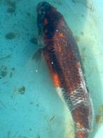 Goromo, japanse koi, Karper of Koi