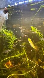 Panda guppy, Vis, Zoetwatervis