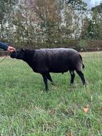 Dek ram, Dieren en Toebehoren, Schapen, Geiten en Varkens, Mannelijk, Schaap