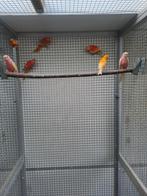 Turquoisine parkieten, Meerdere dieren, Parkiet, Geringd