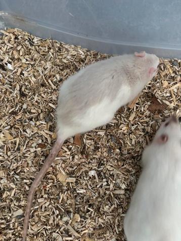 Aparte kleur Japanner rat man 7 maanden oud €5 euro beschikbaar voor biedingen