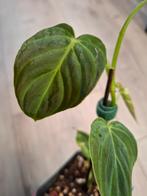 Philodendron Splendid, Ophalen, Halfschaduw, Minder dan 100 cm