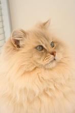 Ter dekking: Ragdoll Lilac tabby mink dekkater met stamboom!, 0 tot 2 jaar