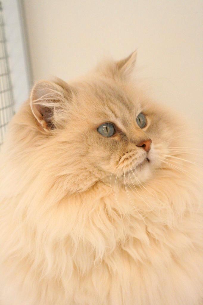 Ter dekking: Ragdoll Lilac tabby mink dekkater met stamboom!, Dieren en Toebehoren, Katten en Kittens | Dekkaters, 0 tot 2 jaar