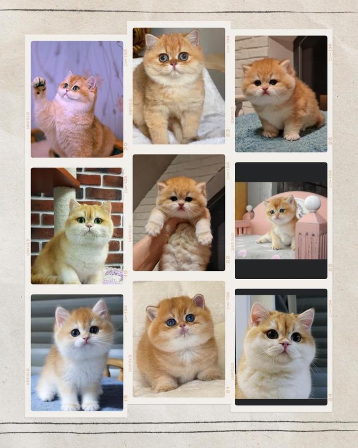 Golden kitten aangeboden, Dieren en Toebehoren, Katten en Kittens | Raskatten | Korthaar, Meerdere dieren, 0 tot 2 jaar, Met stamboom