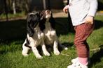 Engelse springer spaniël puppies, Dieren en Toebehoren, Rabiës (hondsdolheid), Meerdere, Meerdere dieren, België