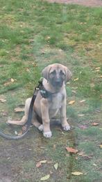 Anatolische herder / Kangal puppy 12 weken, Dieren en Toebehoren, Honden | Herdershonden en Veedrijvers, Rabiës (hondsdolheid)