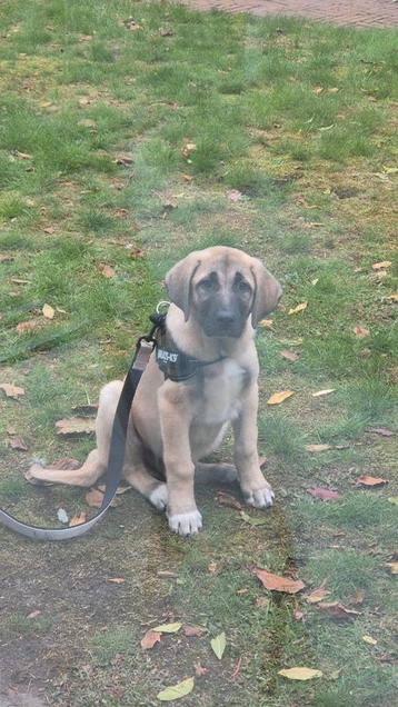Anatolische herder / Kangal puppy 12 weken  beschikbaar voor biedingen