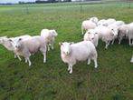 23 Swifter ooilammeren, Vrouwelijk, Schaap, 0 tot 2 jaar