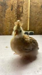 Sulmtaler kriel broedeieren, Dieren en Toebehoren, Pluimvee, Geslacht onbekend, Kip