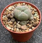 Cactus, Lophophora, Huis en Inrichting, Ophalen of Verzenden, Cactus, Volle zon, Minder dan 100 cm