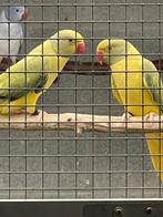 Halsbandparkiet, Dieren en Toebehoren, Vogels | Parkieten en Papegaaien, Geslacht onbekend, Parkiet