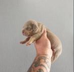 amerikaanse bully XL pup nog een reutje beschikbaar, December, Meerdere dieren