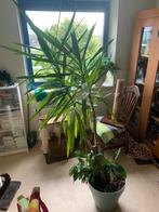 Kamer plant vrij fors, het is een yucca soort, Huis en Inrichting, Kamerplanten, Minder dan 100 cm, Ophalen of Verzenden, Halfschaduw