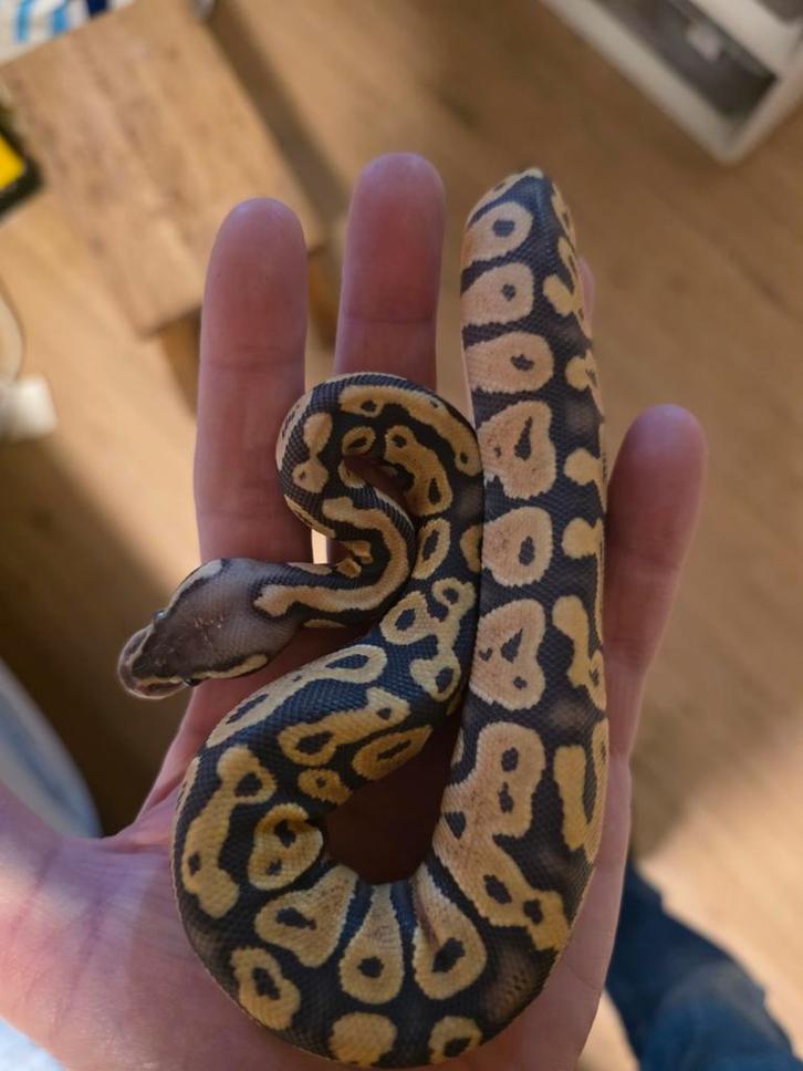 Koningspython, python regius