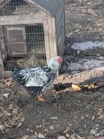 Wyandotte kriel haan, Dieren en Toebehoren, Pluimvee, Mannelijk, Kip