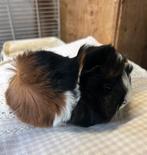 Jong cavia vrouwtje peruvian, Dieren en Toebehoren, Knaagdieren, September, Vrouwelijk, Cavia