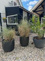 Siergras, Oleander en oude druif, Ophalen, Zomer, Siergrassen, Volle zon