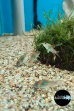 corydora aeneus venezuela orange, Dieren en Toebehoren, Vis, Zoetwatervis, Schoolvis
