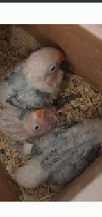 Dwergpapegaai, Dieren en Toebehoren, Geslacht onbekend, Dwergpapegaai of Agapornis, Geringd