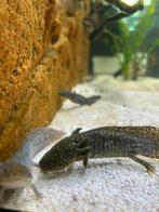 prachtige axolotls beschikbaar, Dieren en Toebehoren, Amfibie, 0 tot 2 jaar