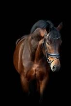 Dressuur ruin livius x Johnson 1.68 bruin kwpn, Dieren en Toebehoren, Paarden, Gechipt, Ruin, Dressuurpaard, Zadelmak