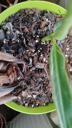 zeldzame bananen planten  gezocht, Ophalen of Verzenden, Overige soorten, Minder dan 100 cm