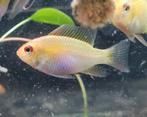 Mikrogeophagus Ramirezi Gold / Antennebaarsje  Zondag 12/17u, Dieren en Toebehoren, Vissen | Aquariumvissen, Vis