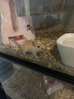 Lieve en handtamme gerbil pups, Dieren en Toebehoren, Knaagdieren, Rat, Juli, Meerdere dieren, Tam