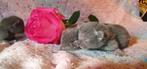 Blauwe Rus kittens met Stamboom., Dieren en Toebehoren, Katten en Kittens | Raskatten | Korthaar, Meerdere dieren, Gechipt, 0 tot 2 jaar