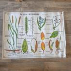 Vintage MDI Hebri biologie botanische schoolplaten per stuk, Antiek en Kunst, Antiek | Schoolplaten, Ophalen of Verzenden, Natuur en Biologie