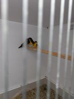 Goudbuikje man ruilen tegen pop, Dieren en Toebehoren, Vogels | Overige Vogels, Mannelijk