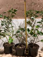 Hedera helix Arborescens, Ophalen of Verzenden, Winter, Overige soorten, Halfschaduw