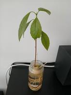 Avocadoplant, Ophalen, Overige soorten, Minder dan 100 cm