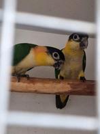 0-2 palida zwartkopcaique, Dieren en Toebehoren, Vrouwelijk, Papegaai, Geringd
