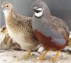 Gezocht Chinese dwergkwartels hennetjes, Vrouwelijk, Tropenvogel