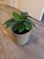 Banana plant small, with pot & basket (bananenplant), Ophalen, Overige soorten, Halfschaduw