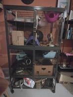 4 lieve vrouwelijke tamme ratten + complete kooi, Dieren en Toebehoren, Knaagdieren, Rat, Vrouwelijk, Januari, Tam