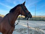Prachtige 10 jarige KWPN merrie, Dieren en Toebehoren, Paarden, Merrie, Recreatiepaard