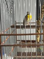 citroen borst edel zanger, Mannelijk, Tropenvogel, Geringd