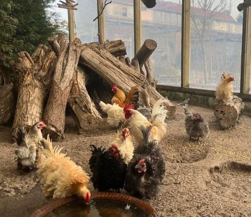 Ayam Serama krul broedeieren. Krul hennen met zijde haan!, Dieren en Toebehoren, Pluimvee, Kip, Geslacht onbekend