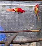 Koppel rosella, Dieren en Toebehoren, Vogels | Parkieten en Papegaaien, Meerdere dieren, Parkiet, Geringd