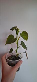 Philodendron melanochrysum, Huis en Inrichting, Kamerplanten, Ophalen of Verzenden, Halfschaduw, Minder dan 100 cm