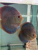 Semi bewezen discus koppel galaxy, Dieren en Toebehoren, Vis