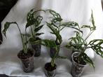 Monstera Obliqua Peru stekjes, Overige soorten, In pot, Minder dan 100 cm, Groene kamerplant