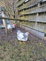 wiandotte kippen   span van nov., Vrouwelijk, Kip