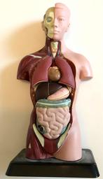 anatomisch model torso met organen die eruit kunnen, Ophalen of Verzenden, Zo goed als nieuw