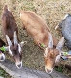2 toggenburger bokken, Dieren en Toebehoren, Schapen, Geiten en Varkens, Mannelijk, Schaap, 0 tot 2 jaar